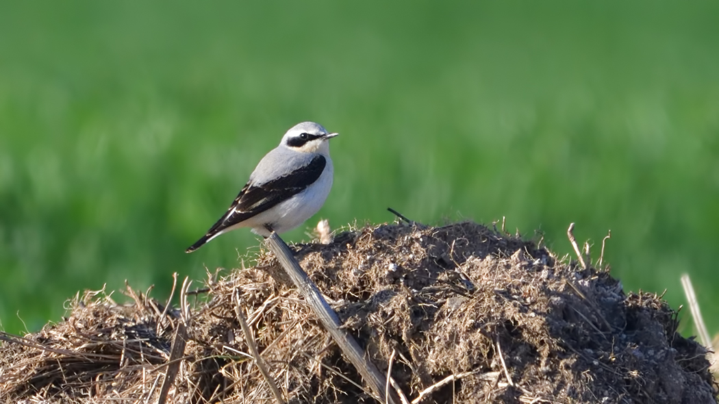 Northern Wheatear