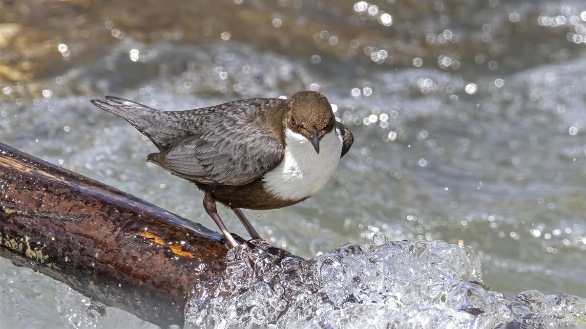White-throated Dipper
