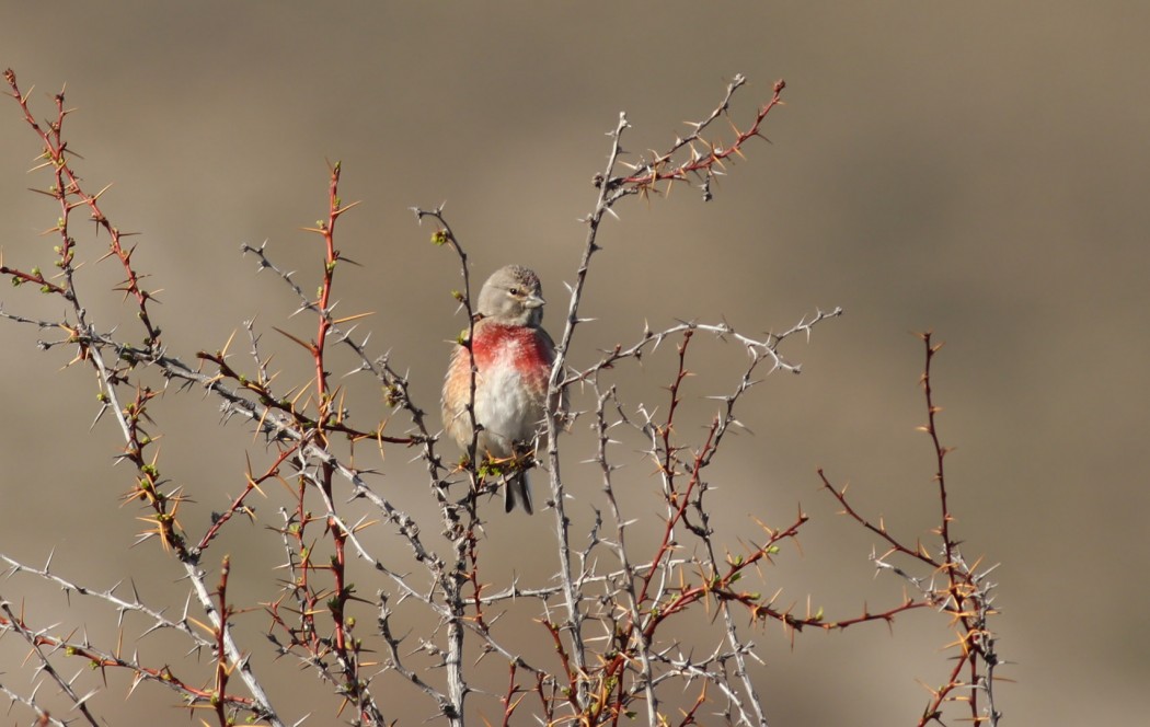 Common Linnet