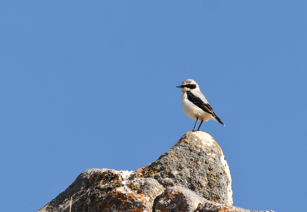Northern Wheatear