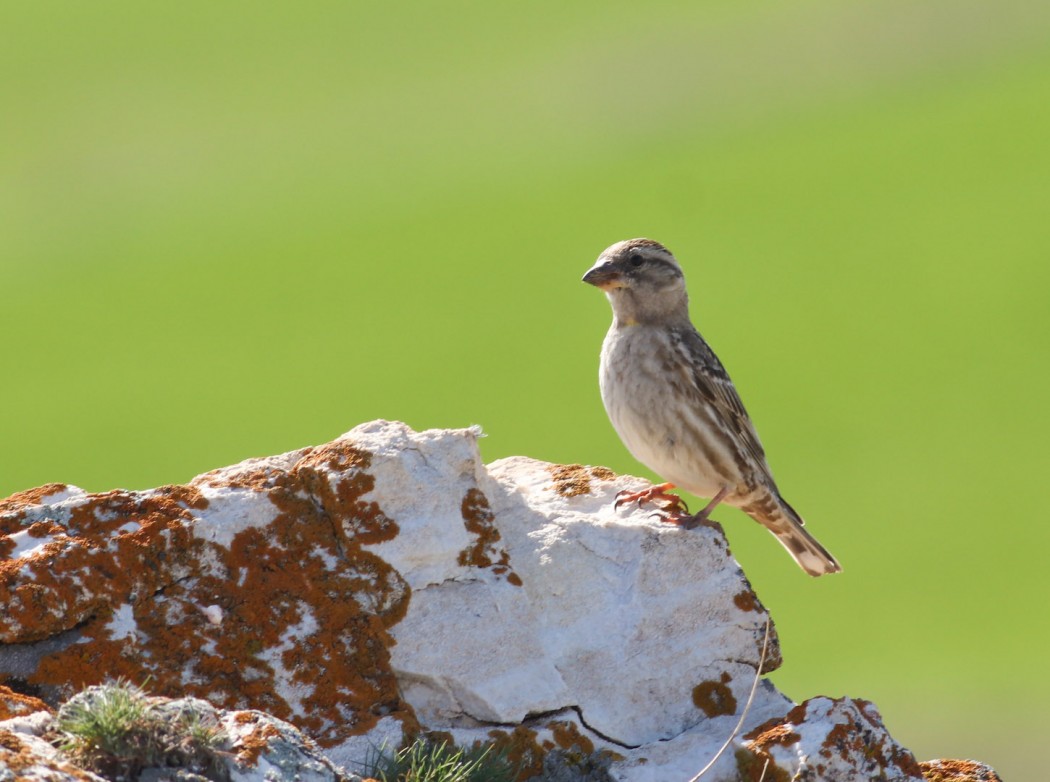 Rock Sparrow