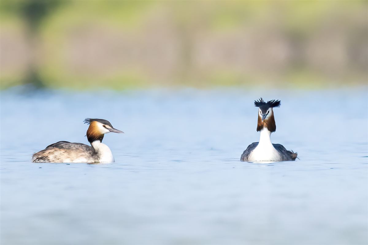 Great Crested Grebe