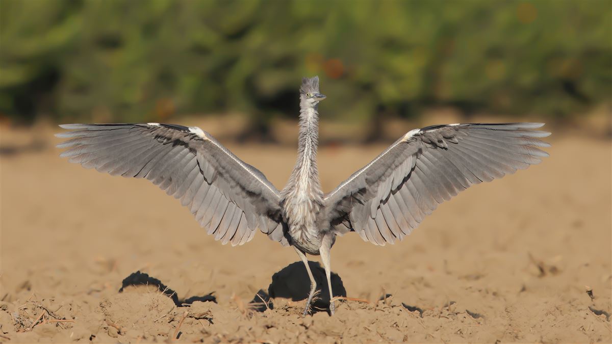 Grey Heron
