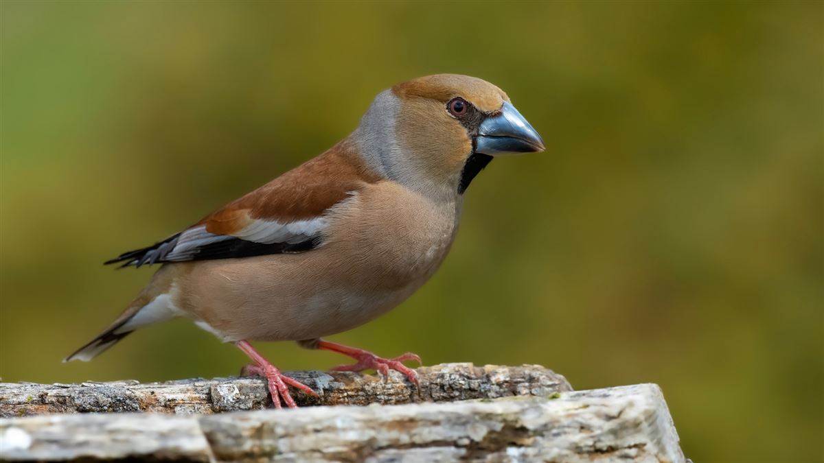 Hawfinch