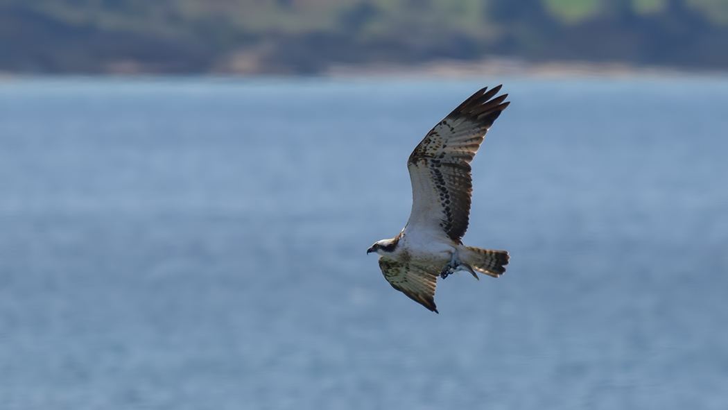 Osprey