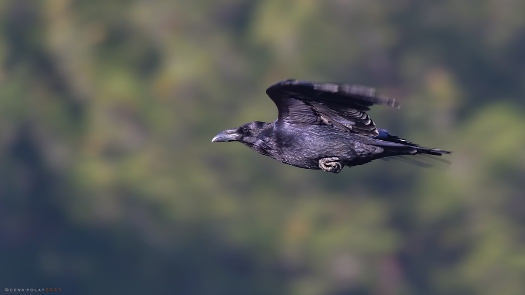 Northern Raven