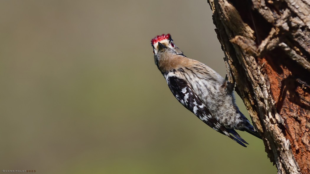 Lesser Spotted Woodpecker