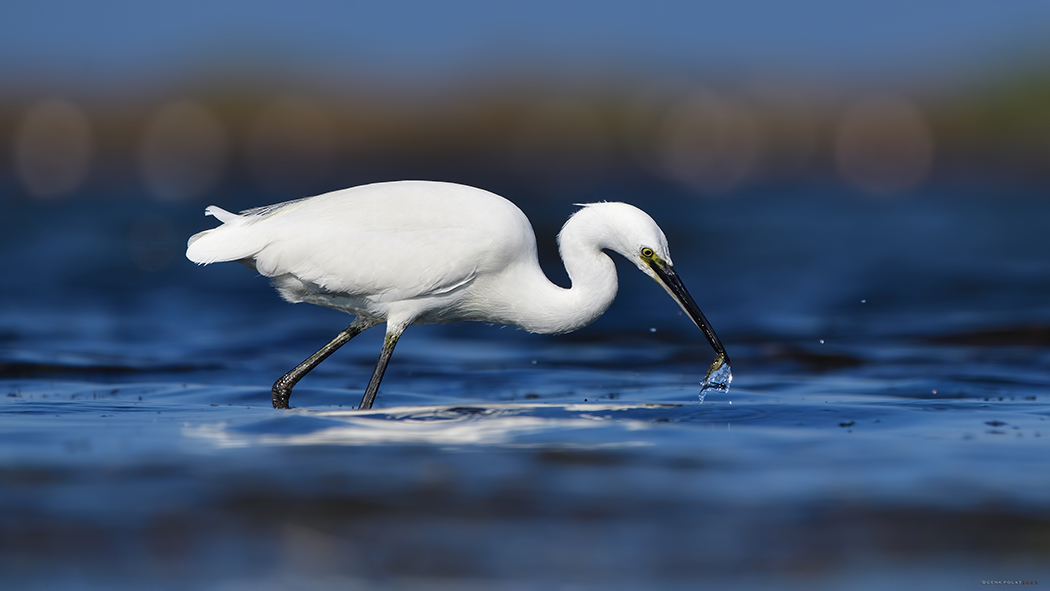 Little Egret