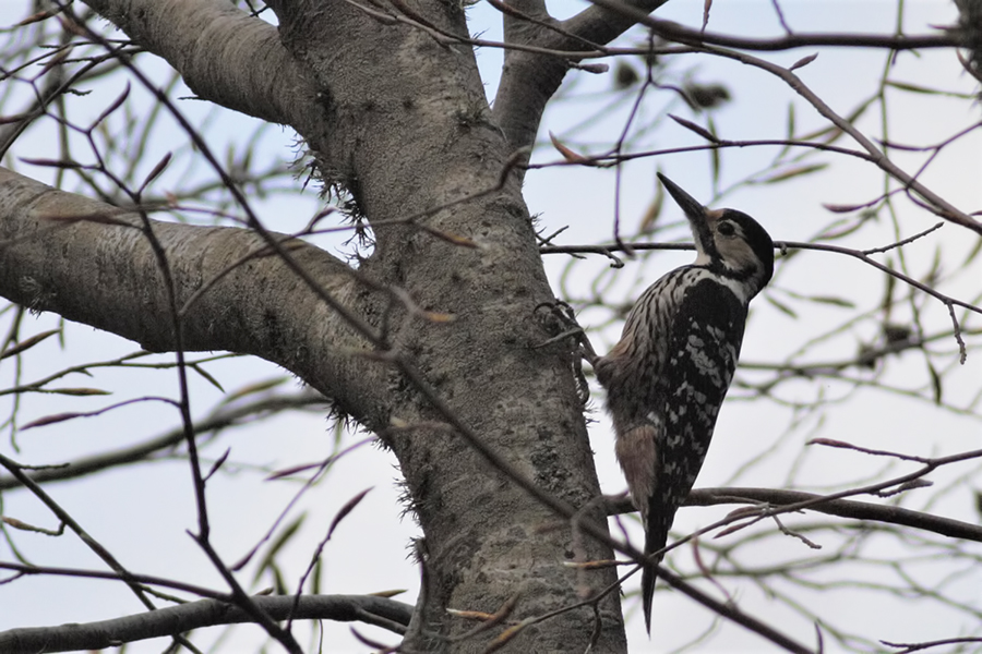 White-backed Woodpecker