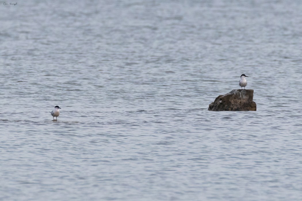 Gull-billed Tern