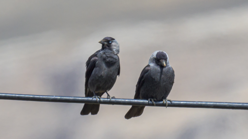 Western Jackdaw