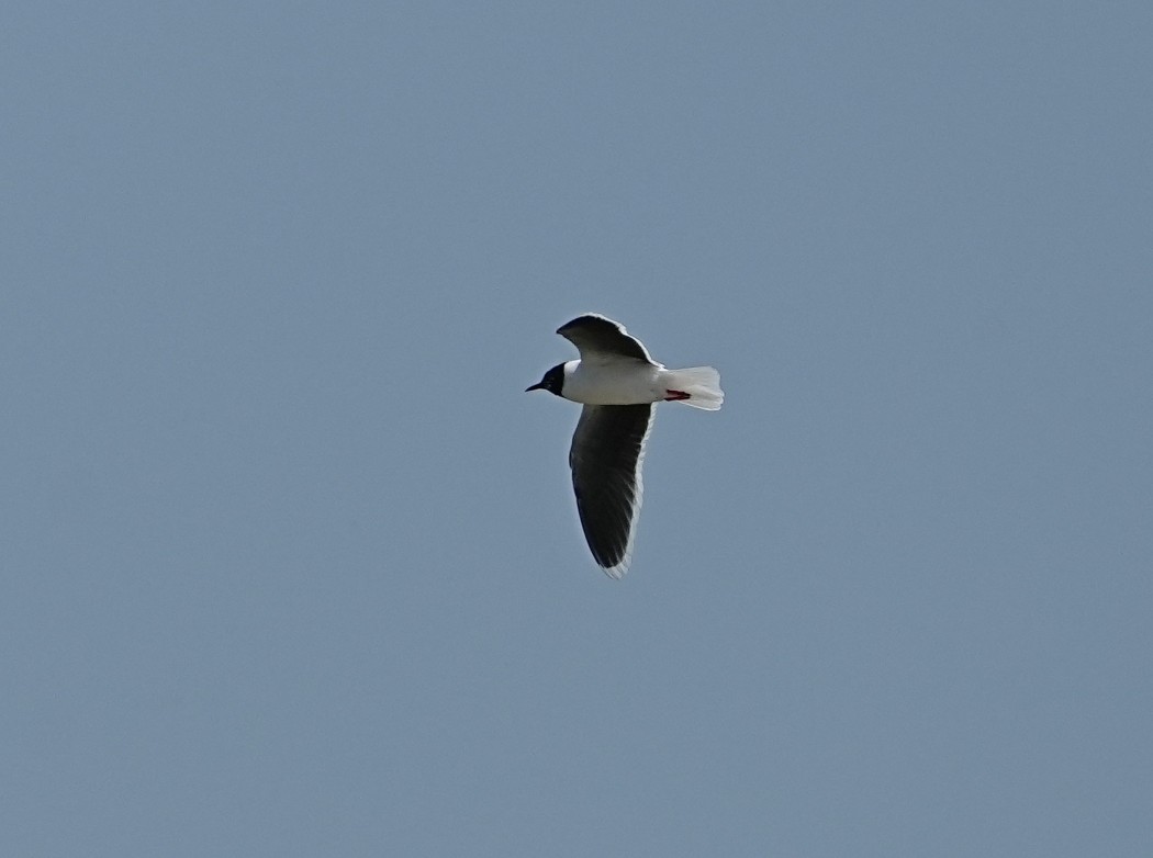 Little Gull