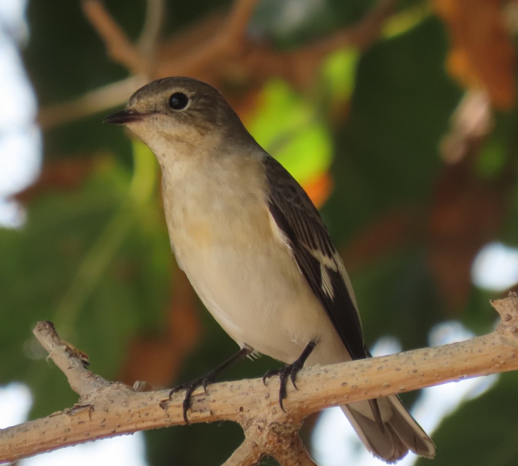 Collared Flycatcher