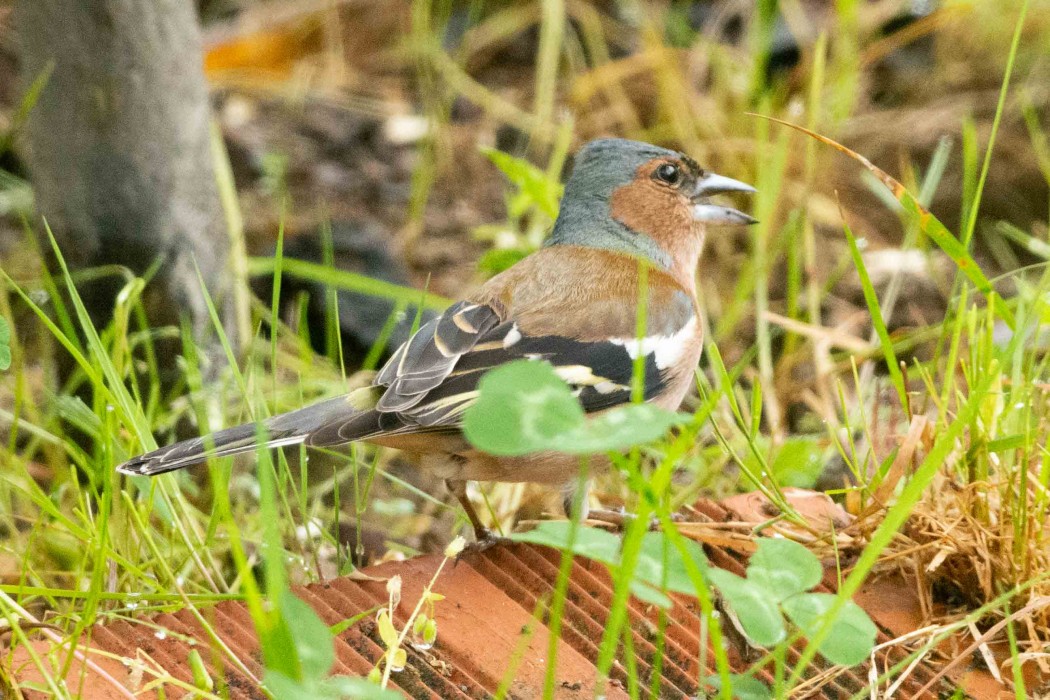 Eurasian Chaffinch