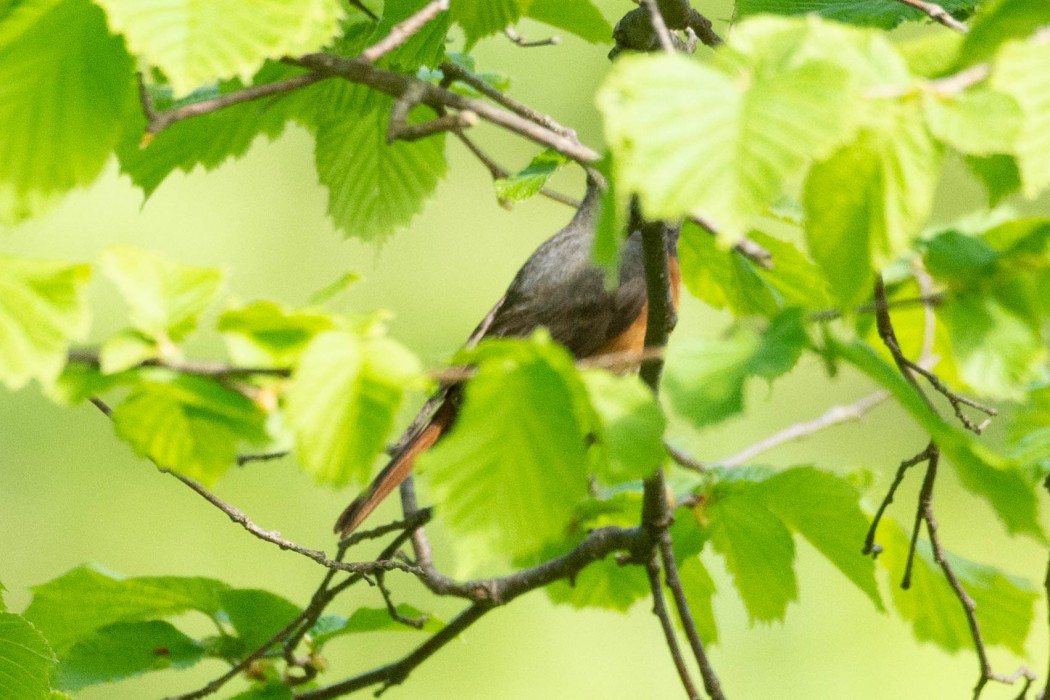 Common Redstart