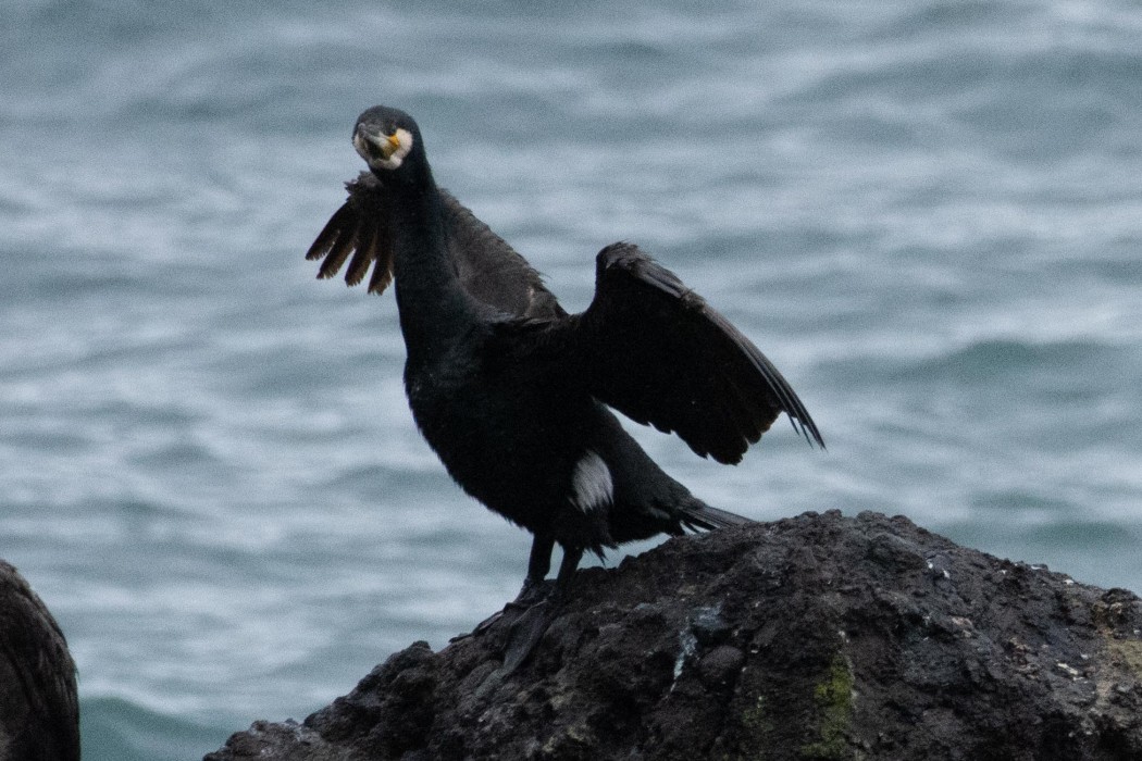 Great Cormorant