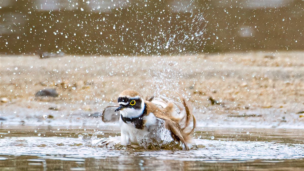 Little Ringed Plover