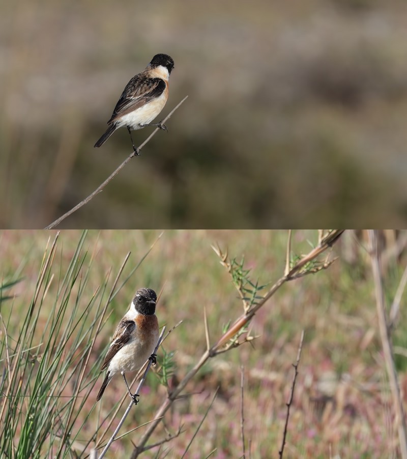 Siberian Stonechat
