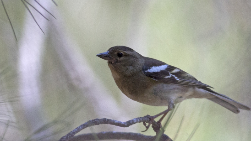 Eurasian Chaffinch