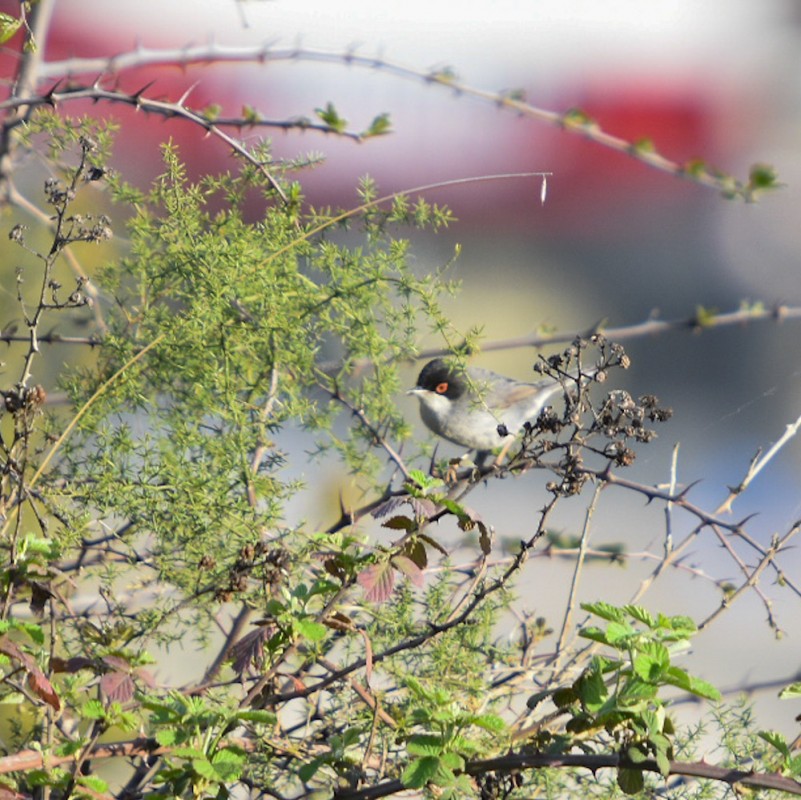 Sardinian Warbler