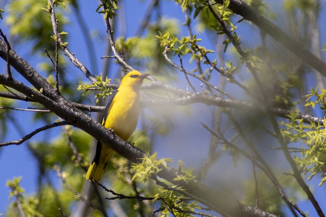 Eurasian Golden Oriole