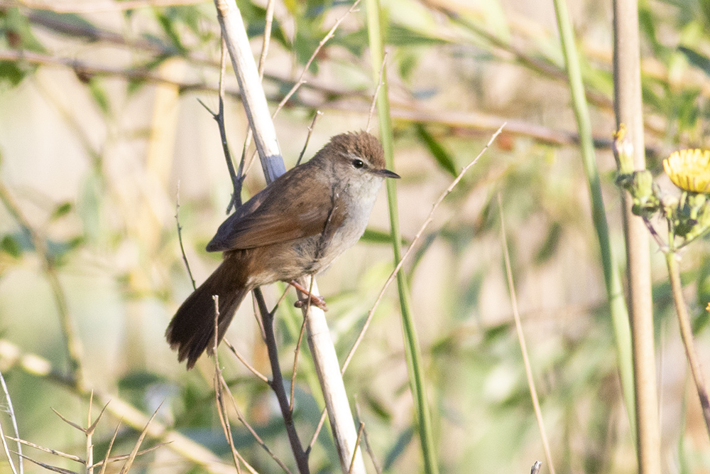 Cetti`s Warbler