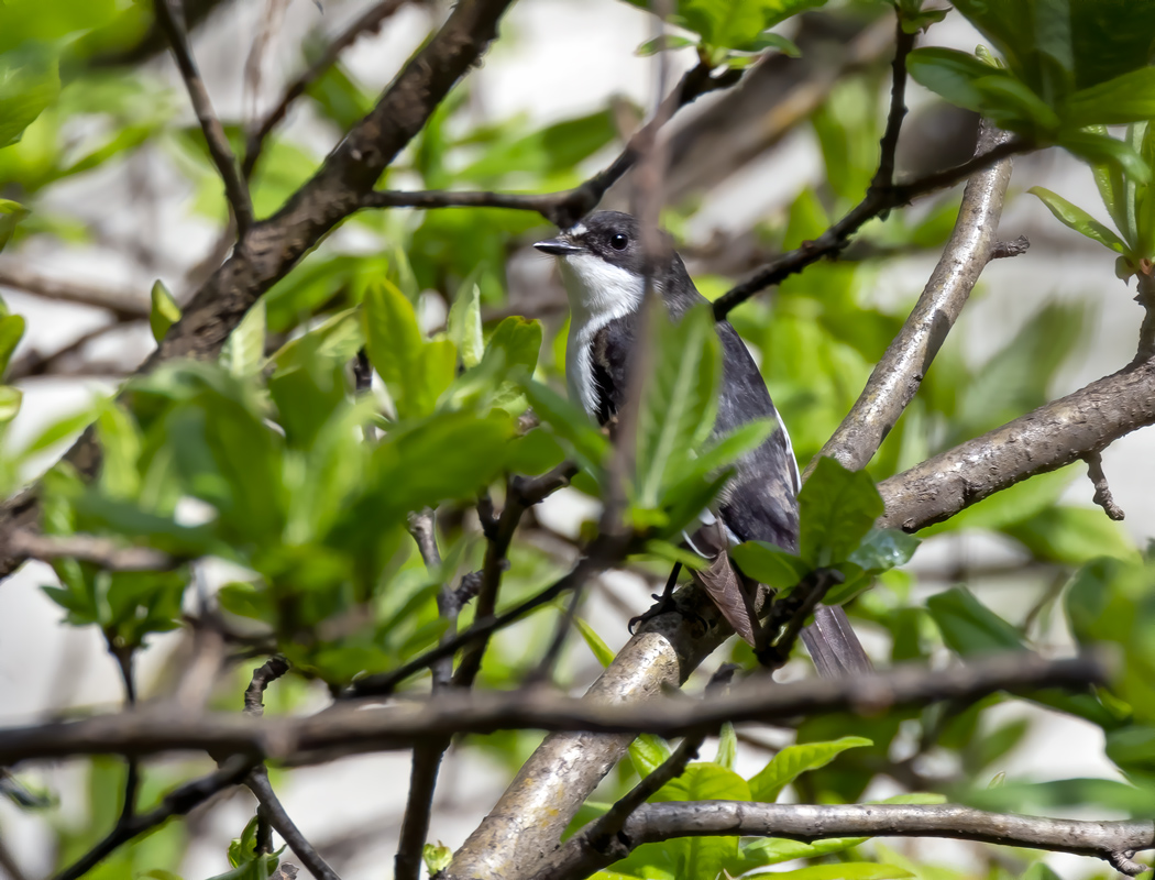 European Pied Flycatcher