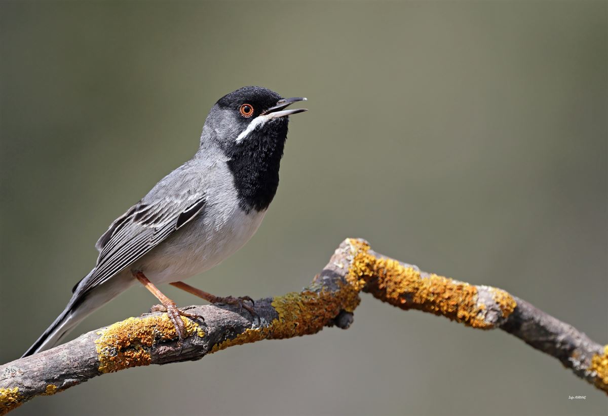 Rüppell`s Warbler