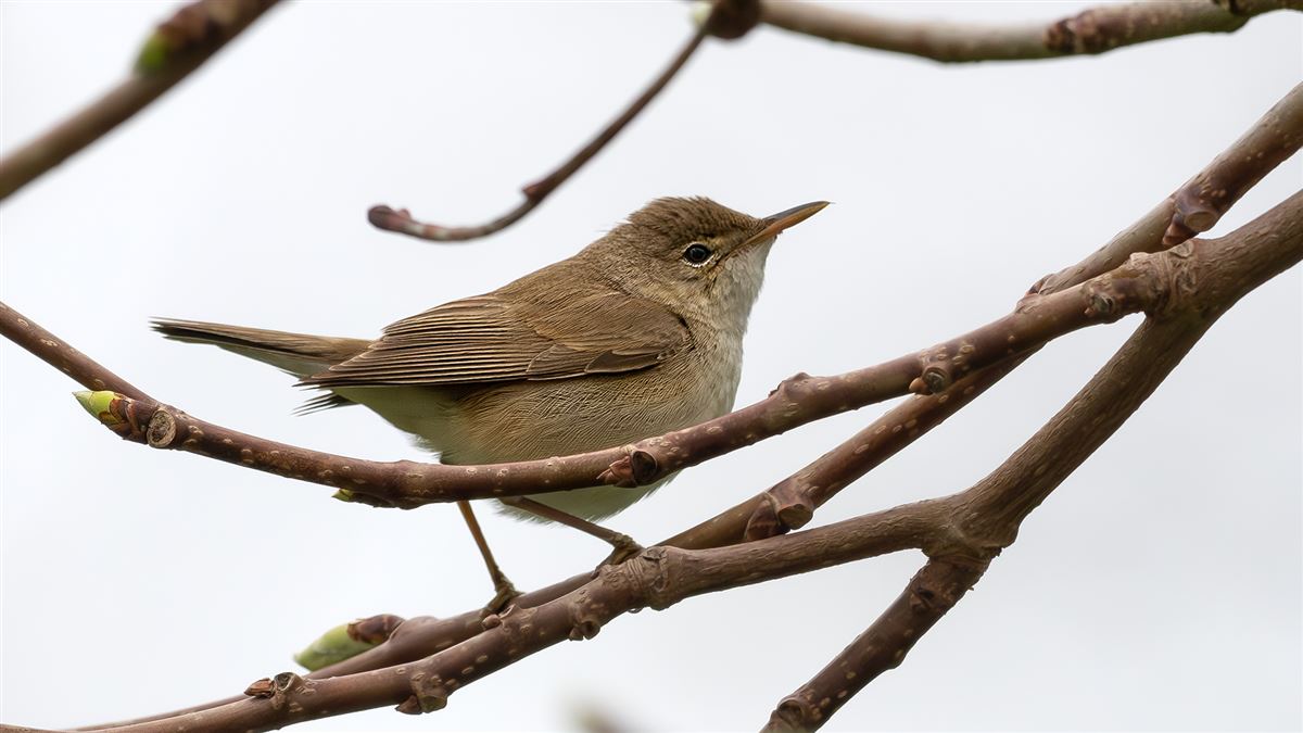 Common Reed Warbler