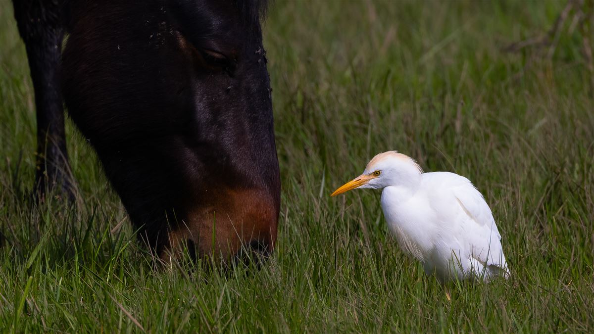 Western Cattle Egret