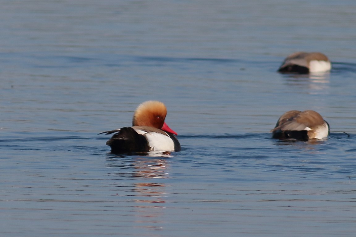 Red-crested Pochard