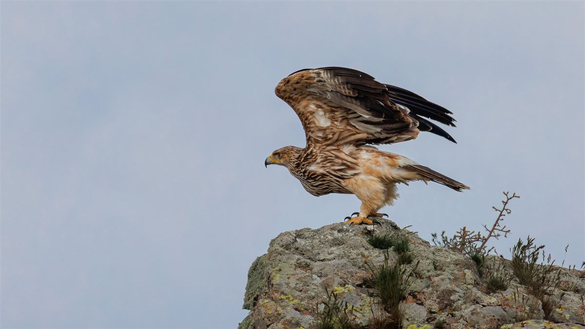 Eastern Imperial Eagle