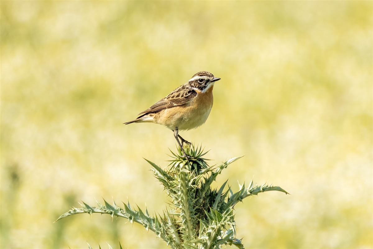 Whinchat
