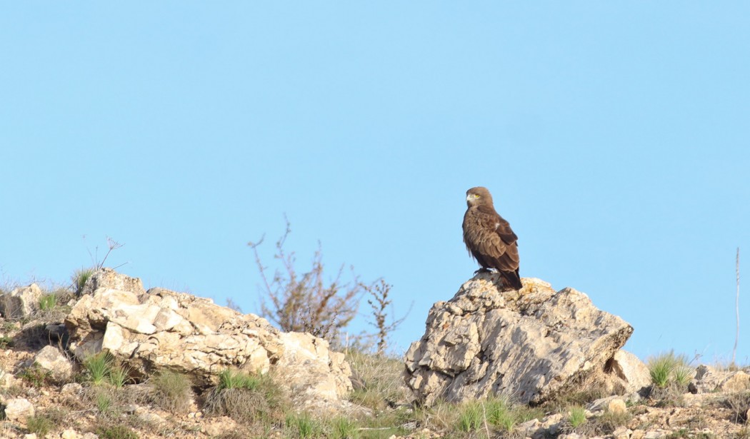 Short-toed Snake Eagle
