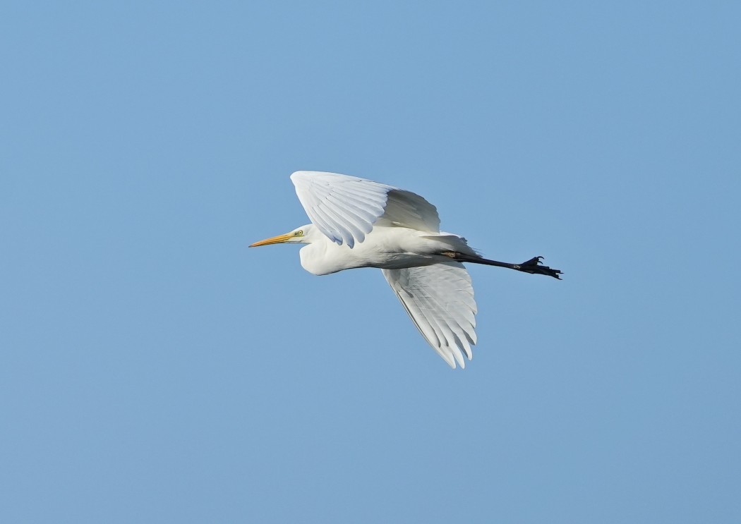 Great Egret