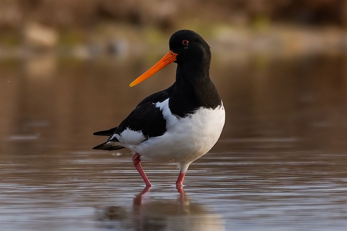 Eurasian Oystercatcher