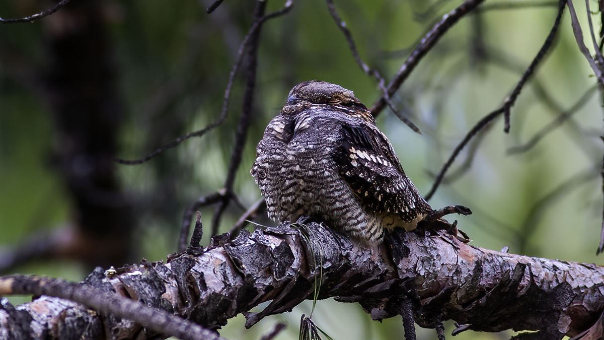 European Nightjar