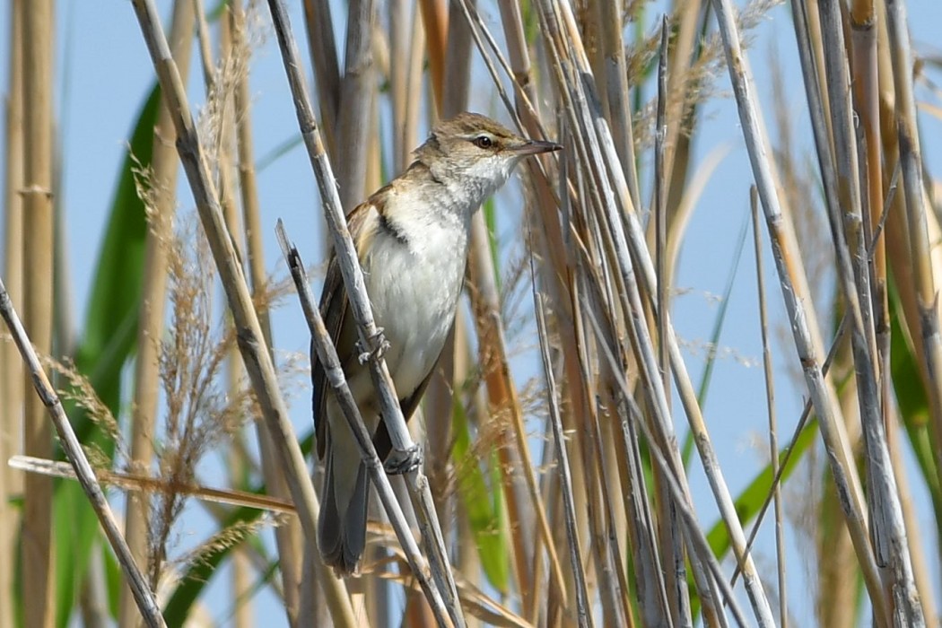 Great Reed Warbler