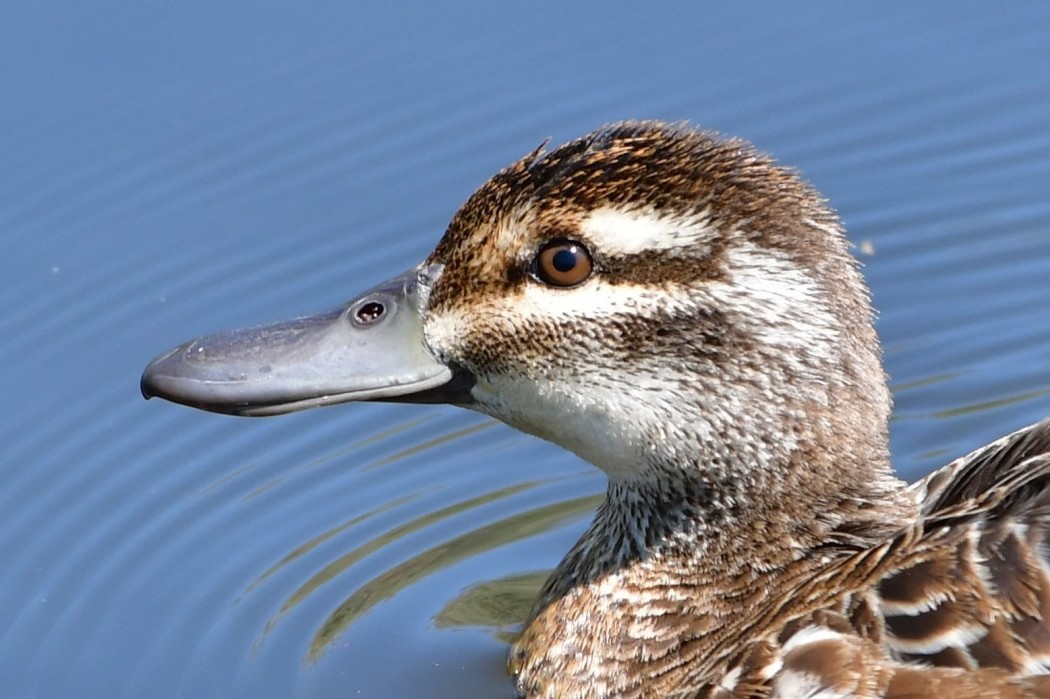 Garganey