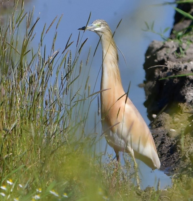 Squacco Heron