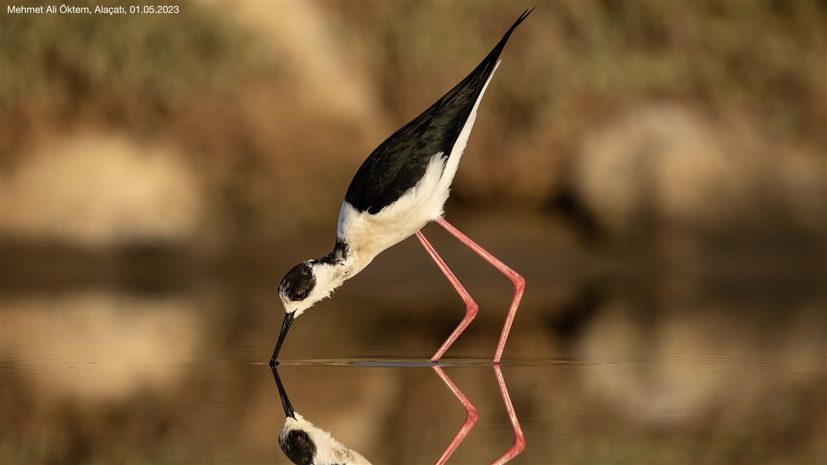Black-winged Stilt