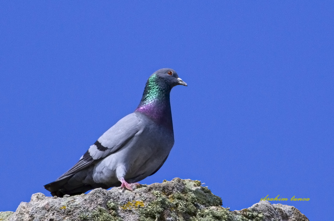 Rock Dove