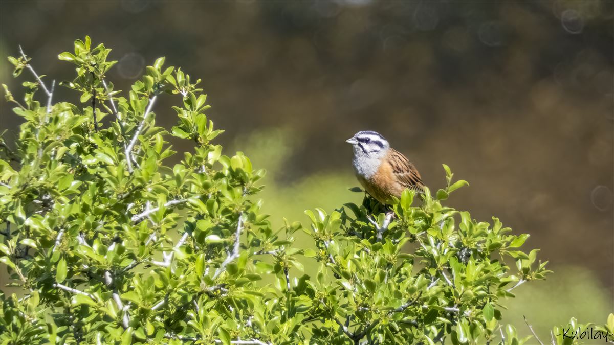 Rock Bunting