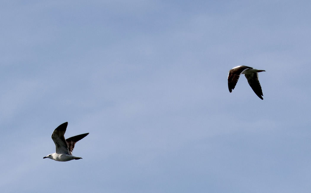 Lesser Black-backed Gull