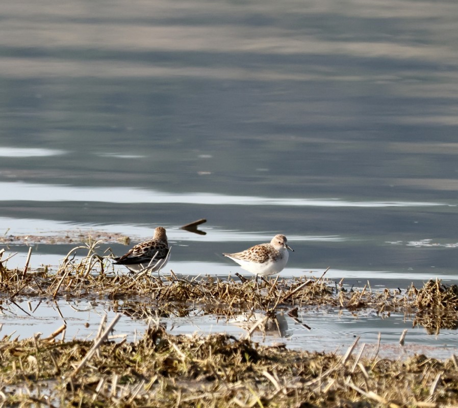 Little Stint