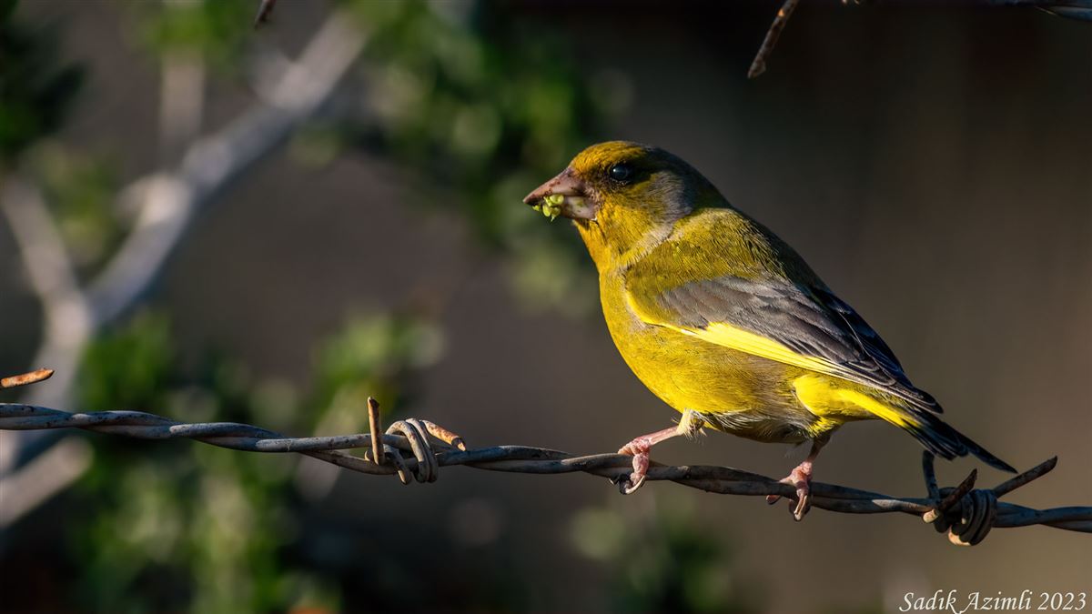 European Greenfinch