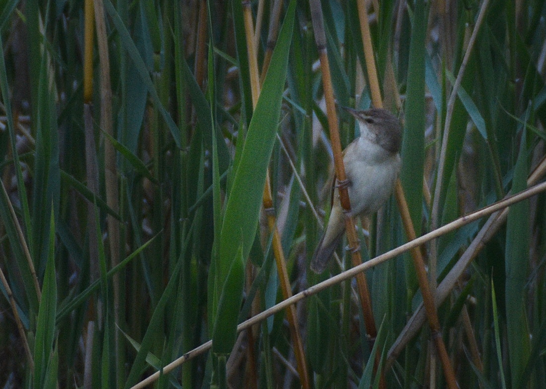 Common Reed Warbler
