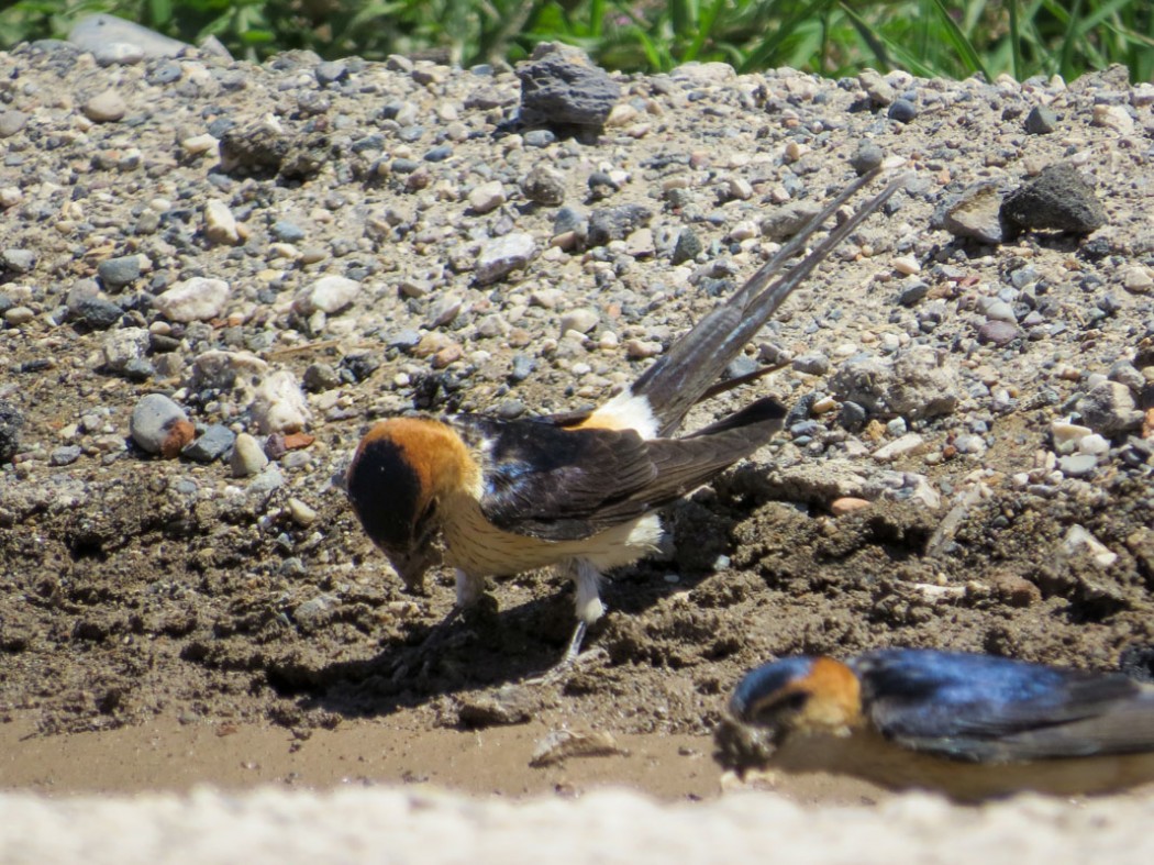 European Red-rumped Swallow