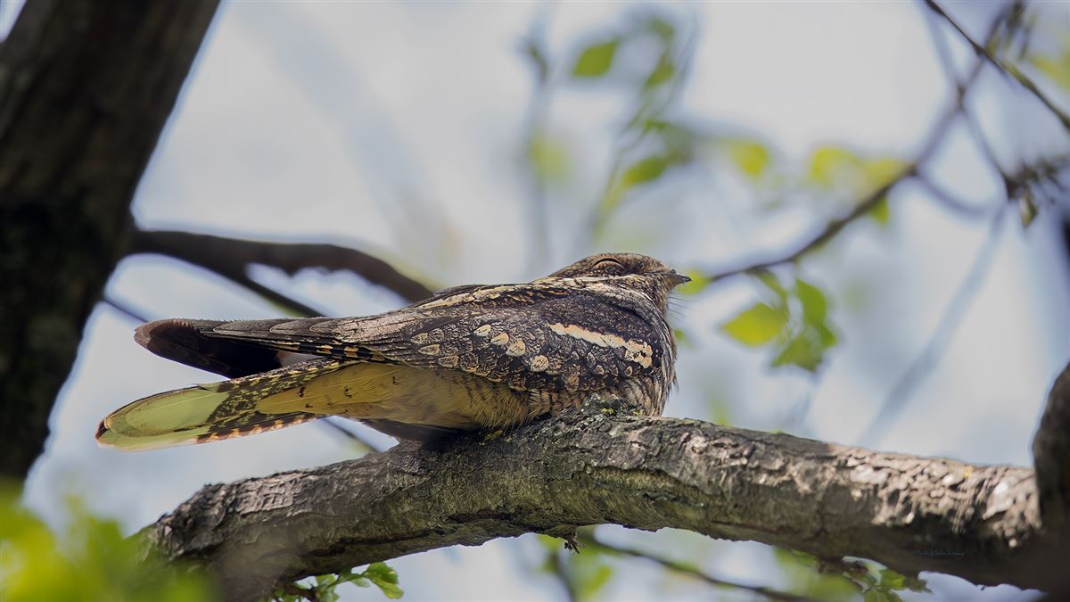 European Nightjar