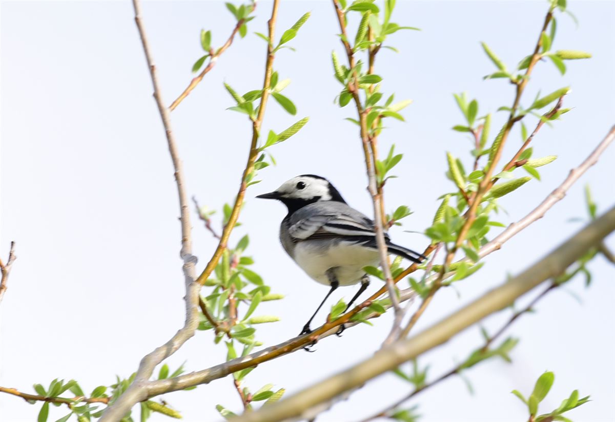 White Wagtail